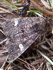 Melanchra persicariae