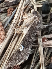 Melanchra persicariae