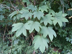 Kalopanax septemlobus