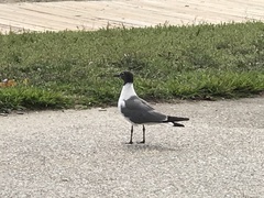 Leucophaeus atricilla
