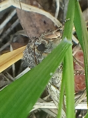 Melanchra persicariae