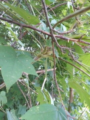 Kalopanax septemlobus