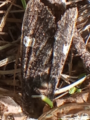 Melanchra persicariae