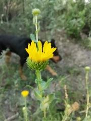 Grindelia oxylepis