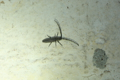 Dorcasta cinerea