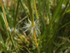 Stipagrostis ciliata