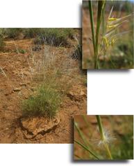 Stipagrostis ciliata