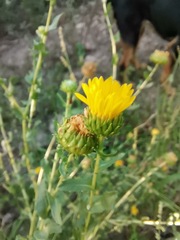 Grindelia oxylepis