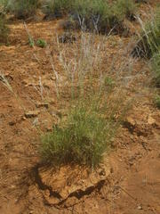 Stipagrostis ciliata