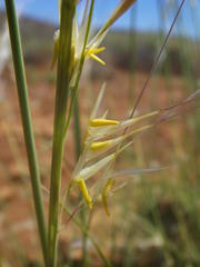 Stipagrostis ciliata