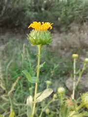 Grindelia oxylepis