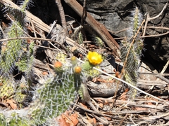 Tacinga saxatilis