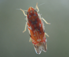 Erythroneura rubra