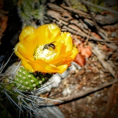 Tacinga saxatilis