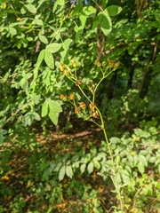 Jacobaea grandidentata