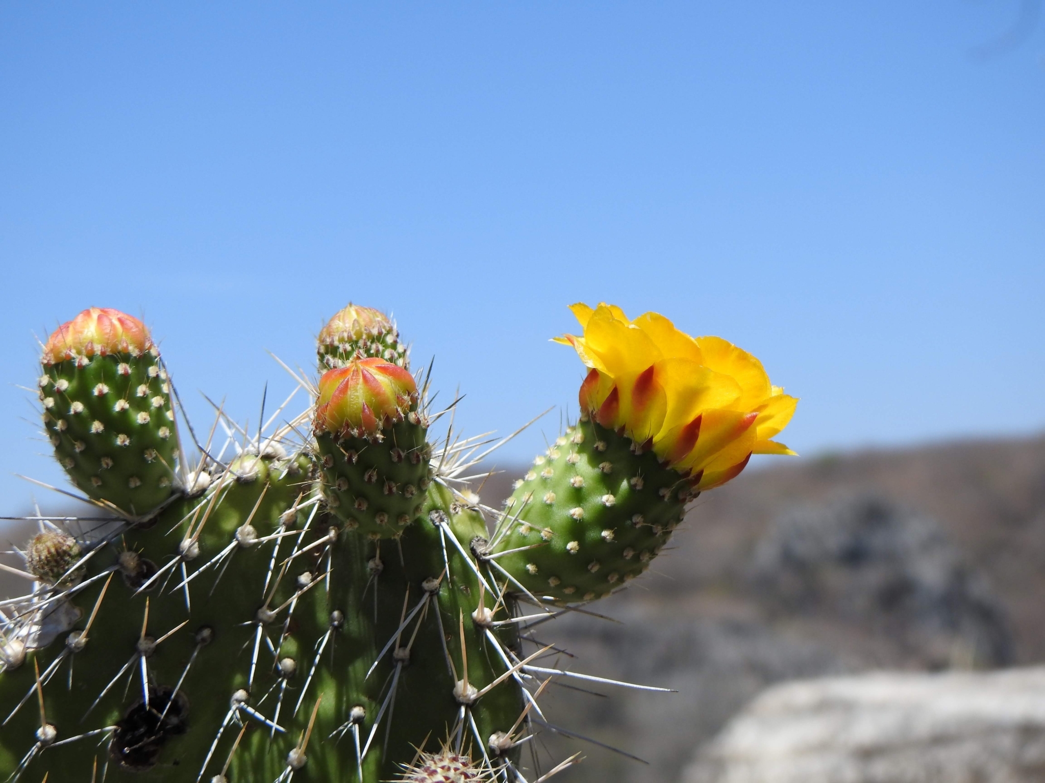 Tacinga saxatilis