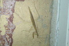 Bistanta mexicana