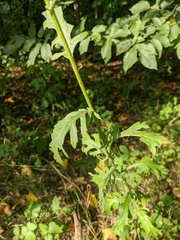 Jacobaea grandidentata