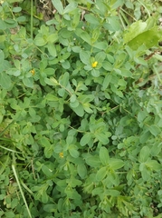 Hypericum perforatum