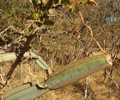 Cissus quadrangularis quadrangularis