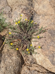 Heterotheca arizonica