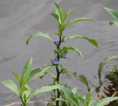 Hydrolea quadrivalvis