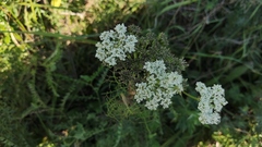Kadenia dubia