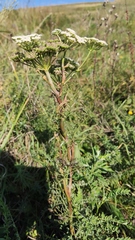 Kadenia dubia