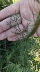 Kadenia dubia