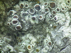 Lecanora horiza