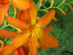 Crocosmia aurea aurea
