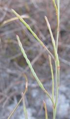 Heliophila macowaniana