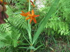 Crocosmia aurea aurea