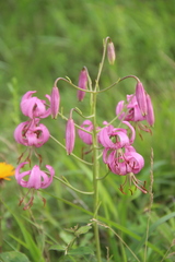 Lilium cernuum