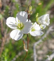 Heliophila macowaniana