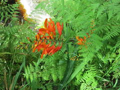 Crocosmia aurea aurea