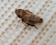 Anoscopus serratulae