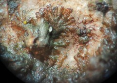 Anaptychia ulothricoides