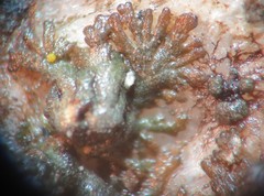 Anaptychia ulothricoides