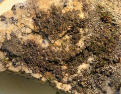 Anaptychia ulothricoides