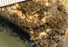 Anaptychia ulothricoides