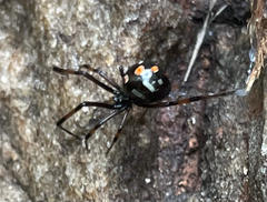 Latrodectus variolus