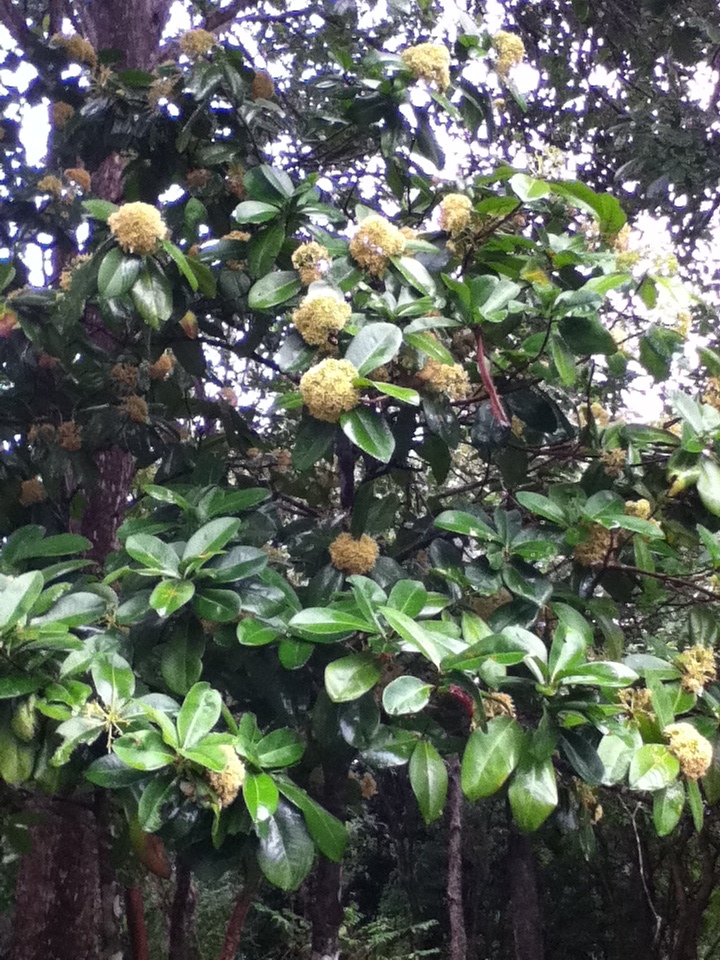 Wallenia