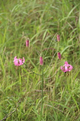 Lilium cernuum