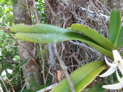 Cyrtorchis arcuata arcuata