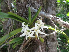 Cyrtorchis arcuata arcuata