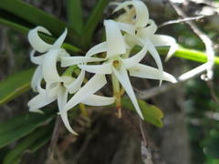 Cyrtorchis arcuata arcuata