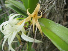 Cyrtorchis arcuata arcuata