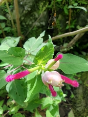 Salvia involucrata