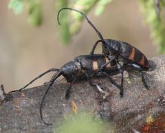 Pycnopsis brachyptera brachyptera